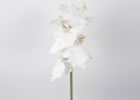 Orhideja vanda vejica 74cm