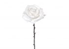 Vrtnica Elsa pik 20cm