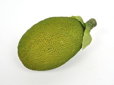 Jackfruit sadež 19cm