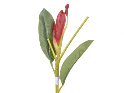 Protea vejica