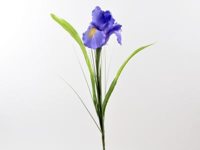 Iris vejica 56cm