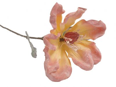 Magnolija enojna 48cm