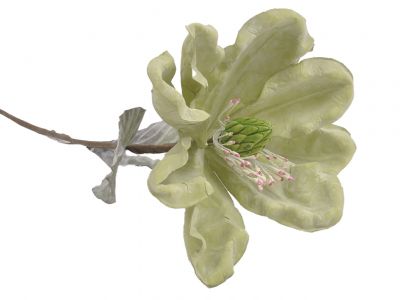 Magnolija enojna 48cm