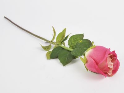 Vrtnica Ireland rose 60cm