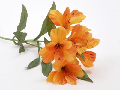 Alstomeria vejica x2, 5 cvetov 68cm