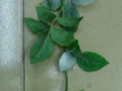 Vrtnica enojna zasnežena 72cm