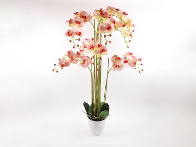 Orhideja phalaenopsis x8 v loncu h 150cm