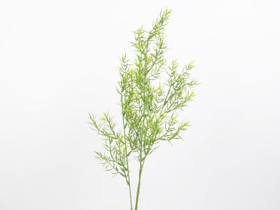 Asparagus  x3 73cm