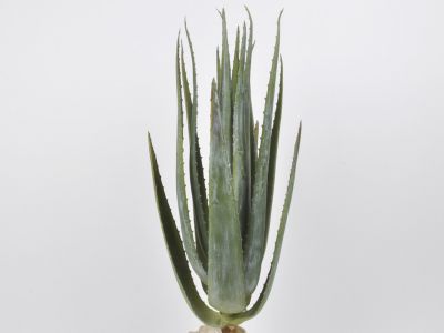 Aloe 64cm
