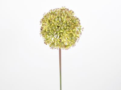 Česnov cvet vejica 76cm