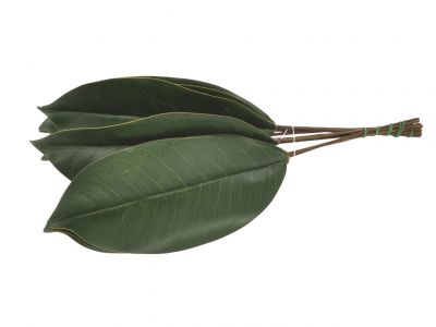 Magnolija list /12kos 25cm