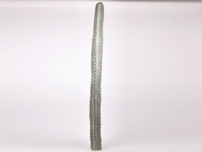Kaktus 140cm