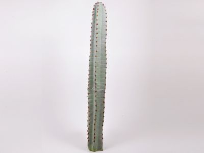 Kaktus 97cm