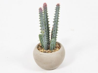 Kaktus v lončku 12,7cm