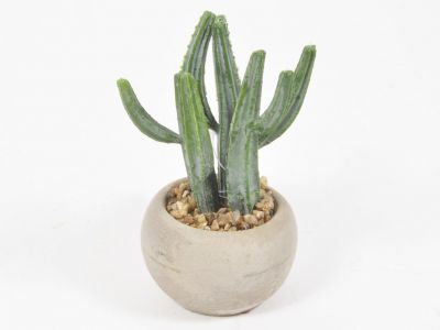 Kaktus v lončku 11,4cm