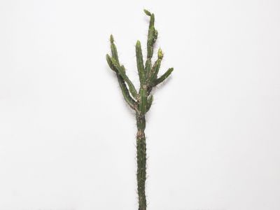 Kaktus 145cm
