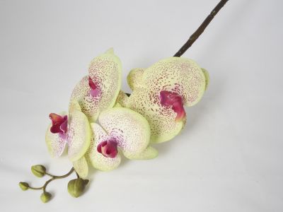 Orhideja phalaenopsis vejica 84cm