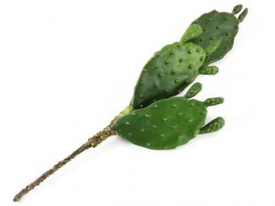 Kaktus na piku 29cm