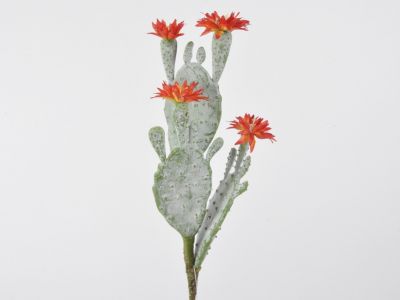 Kaktus na piku s cvetki 30cm