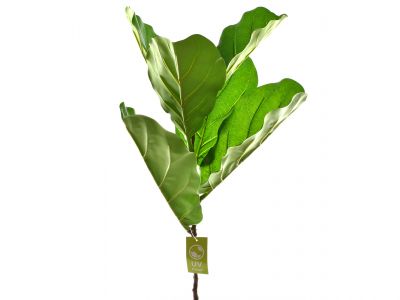 Zelenje veja x5 listov z UV zaščito 77cm
