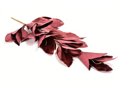 Magnolija list  sijaj 81cm