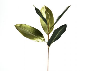 List magnolija  pik sijaj 45cm