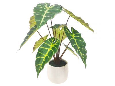 Caladium plant in pot 40,6cm