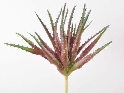 Aloe pick 28cm