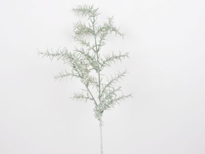 Asparagus veja zasnežena 79cm