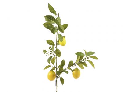Limonina vejica x2 110cm