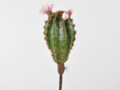 Kaktus pik s cvetovi 25cm