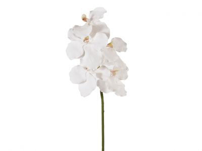 Orhideja vanda vejica 73cm