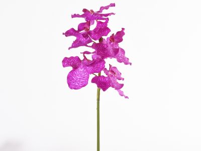 Orhideja vanda vejica 73cm
