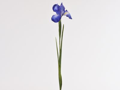 Iris vejica 78cm