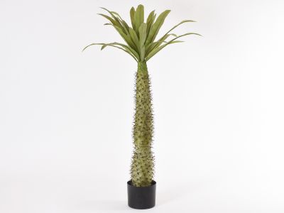 Palma pahipodium  x23 listov v loncu 115cm