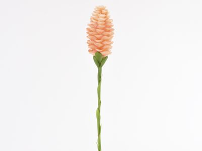 Gingerjev cvet  na veji 86cm
