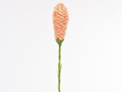 Gingerjev cvet  na veji 94cm