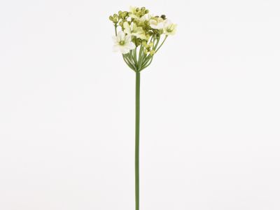 Česnov cvet 57cm