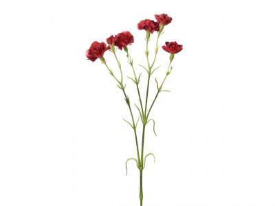 Nagelj vejica x4, 6 cvetov 62cm