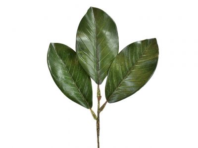 Magnolija list 43cm