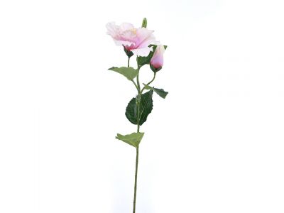 Hibiscus vejica 60cm