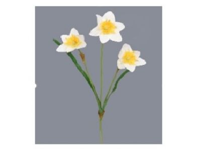 Narcisa vejica x3