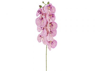 Orhideja phahlaenopsis veja 78cm