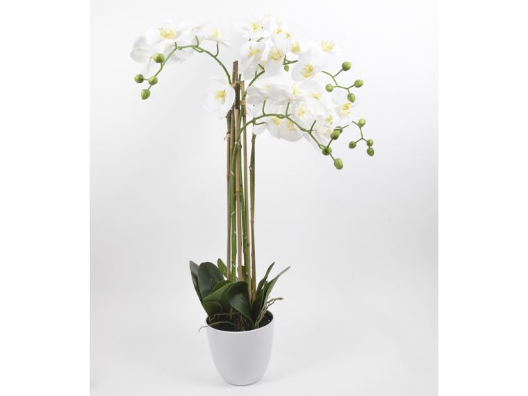 Orhidejaphalenopsis x6 v loncu h 113cm