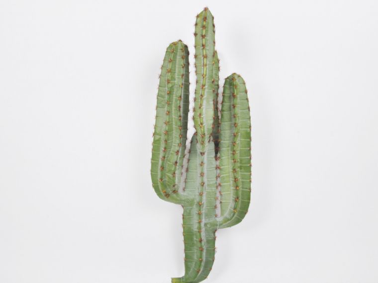 Kaktus 70cm