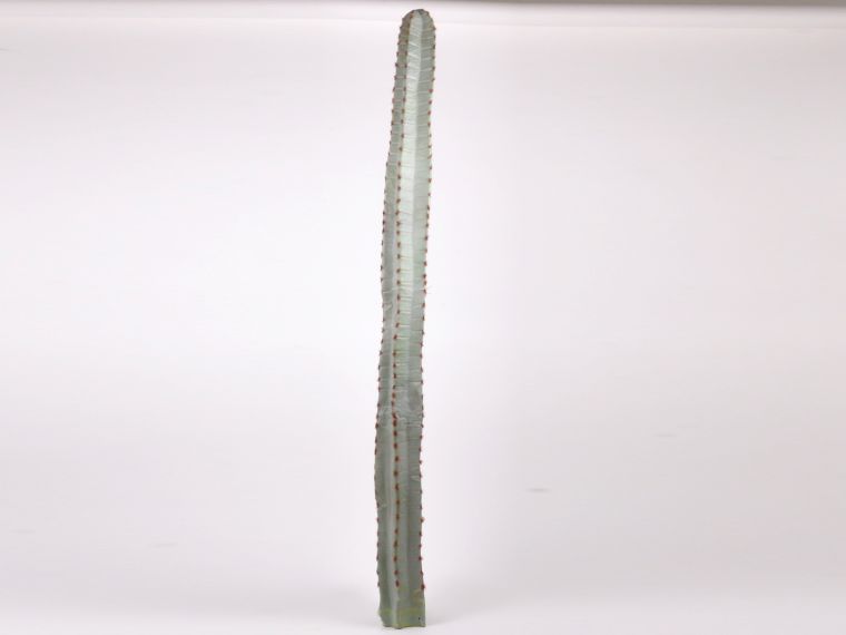 Kaktus 140cm