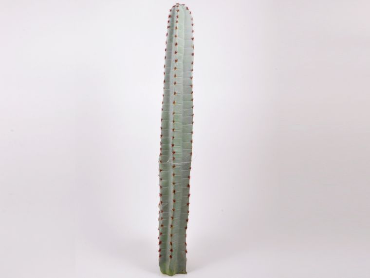 Kaktus 97cm
