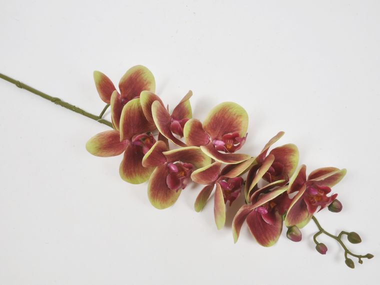 Orhideja vejica 3D
