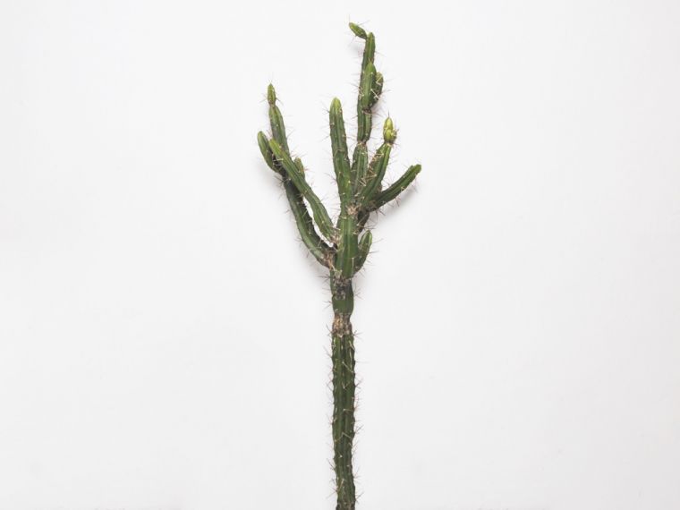 Kaktus 145cm