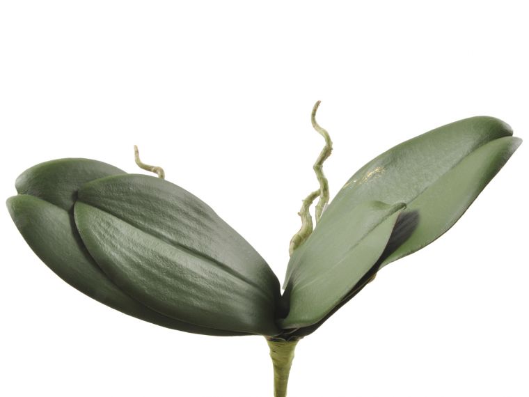 Phalaenopsisi listi 25cm
